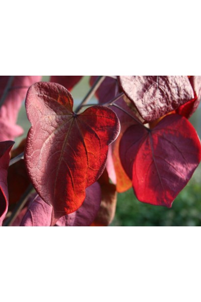 Формування Церциса європейського